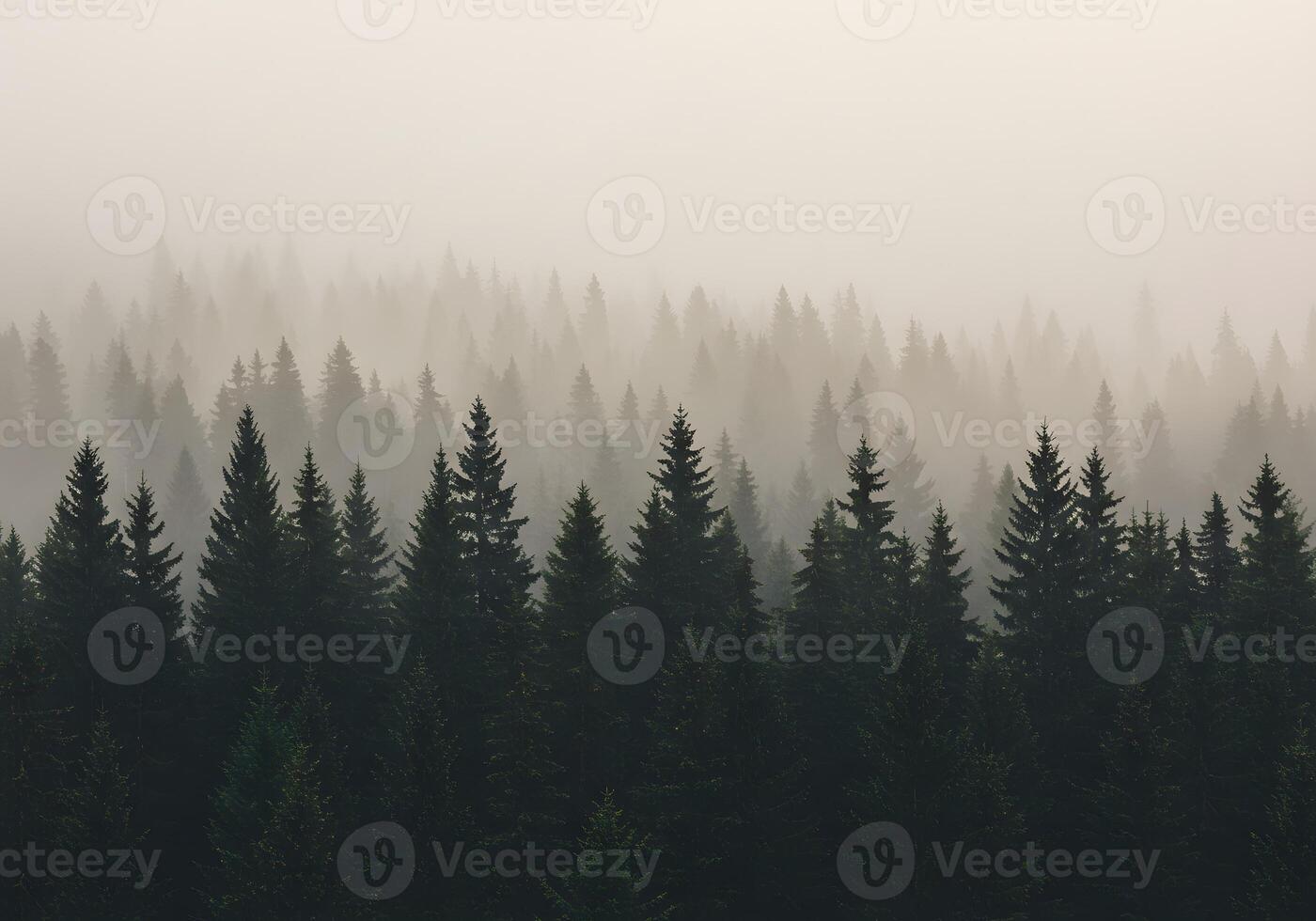 A forest of evergreen trees in the fog photo