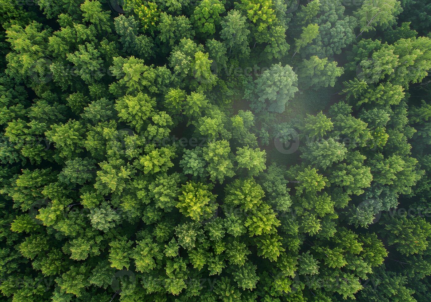 Aerial View of Lush Green Forest Dense Canopy of Trees and Evergreen Landscape, Nature Background photo