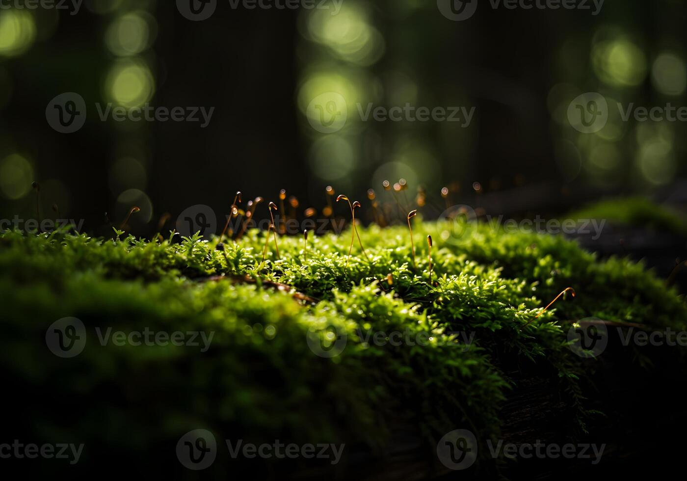 A close up of moss growing on a log photo