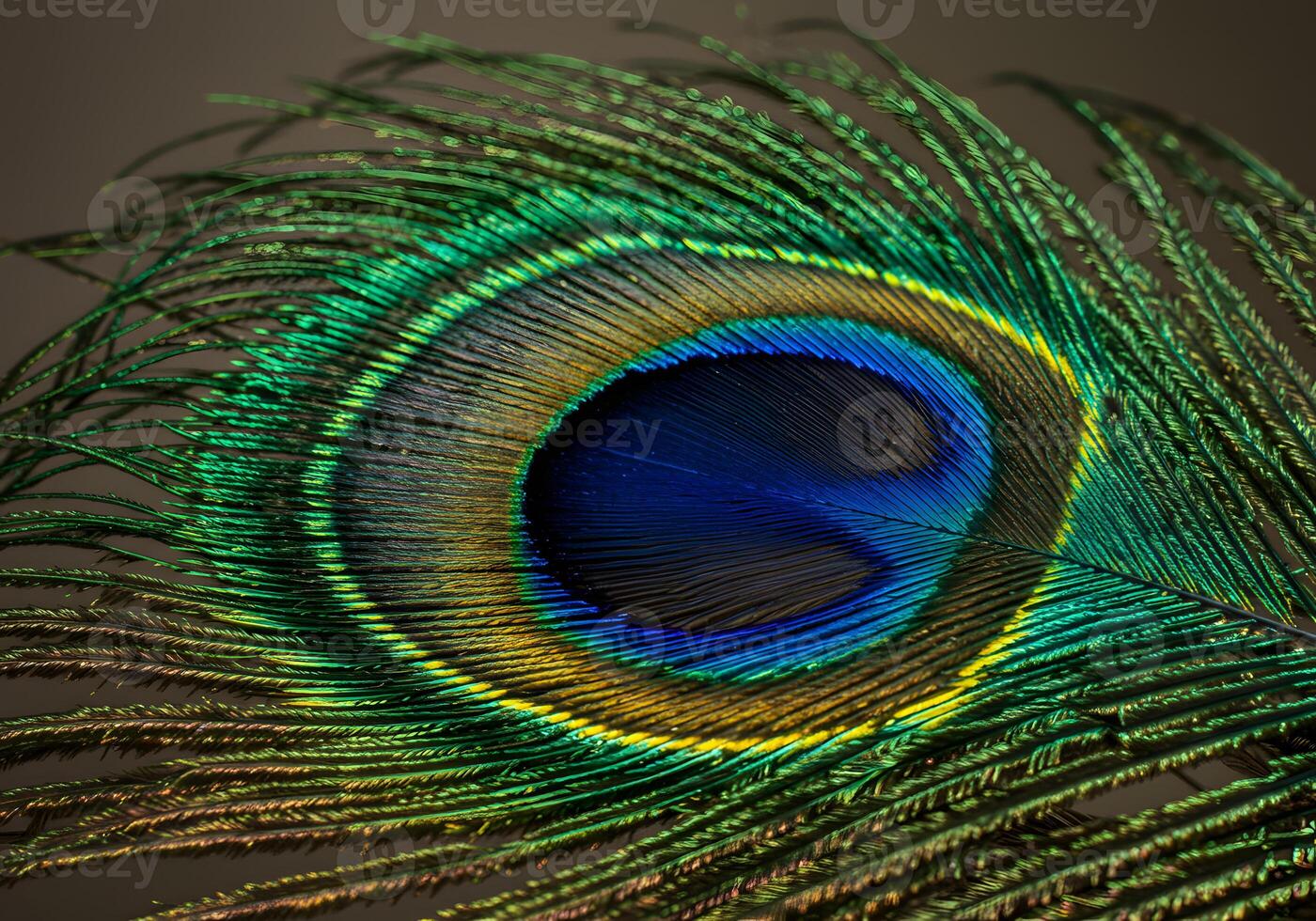 Detailed macro image of a peacock feather displaying intricate patterns photo