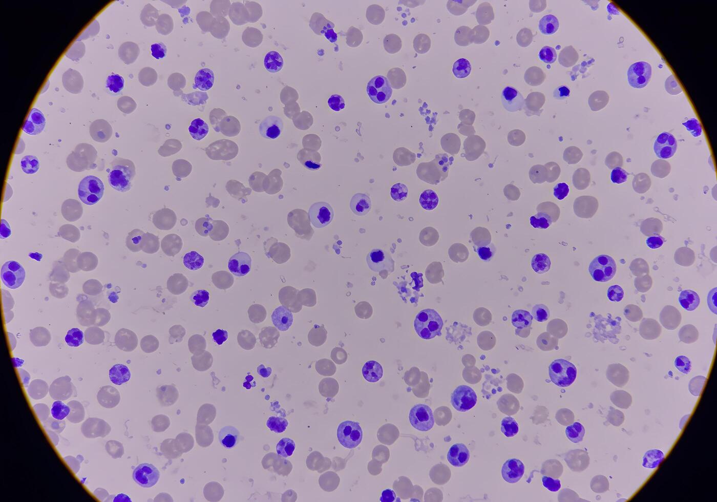 Blood cell microscopic view photo