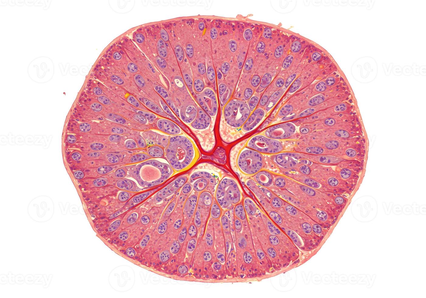 Microscopic gland cross section photo