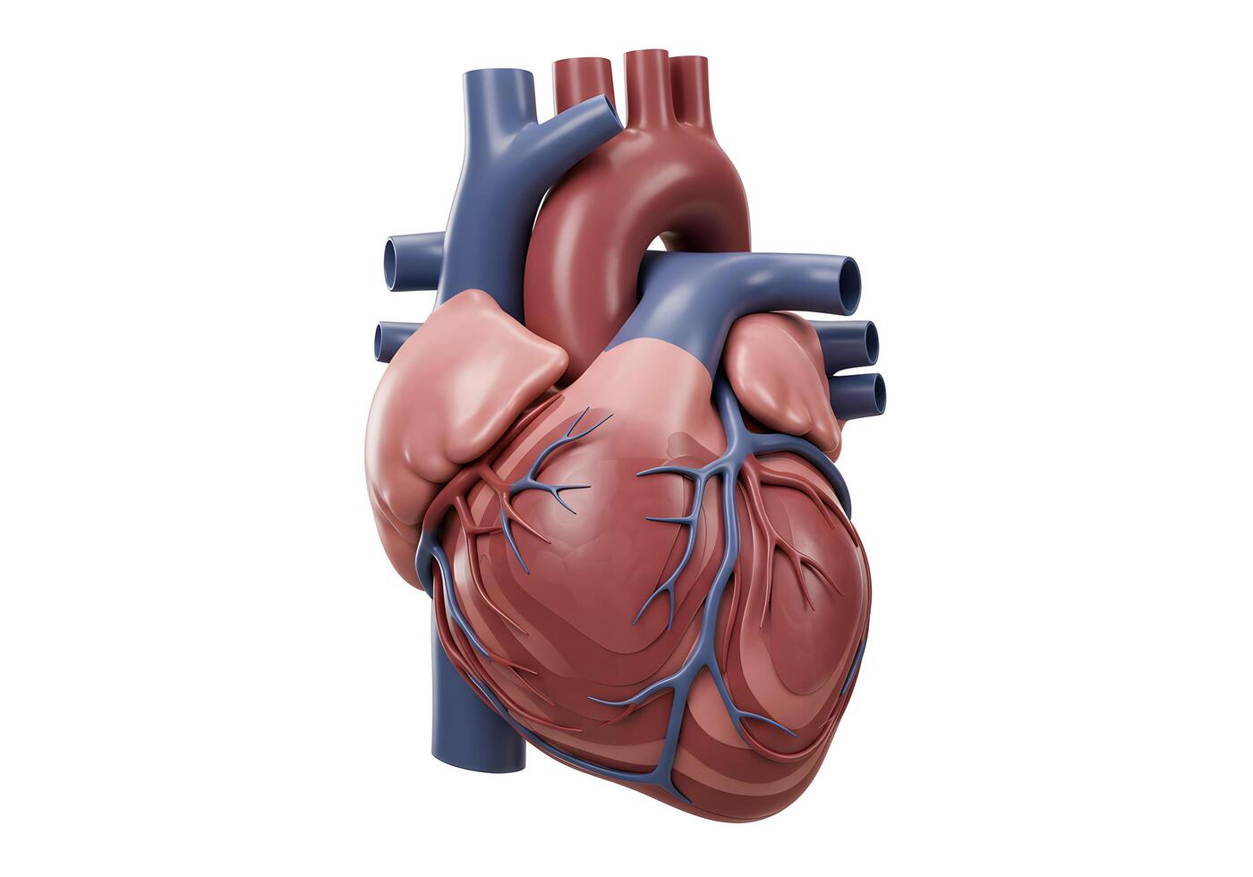 Detailed 3 d human heart anatomy illustration photo