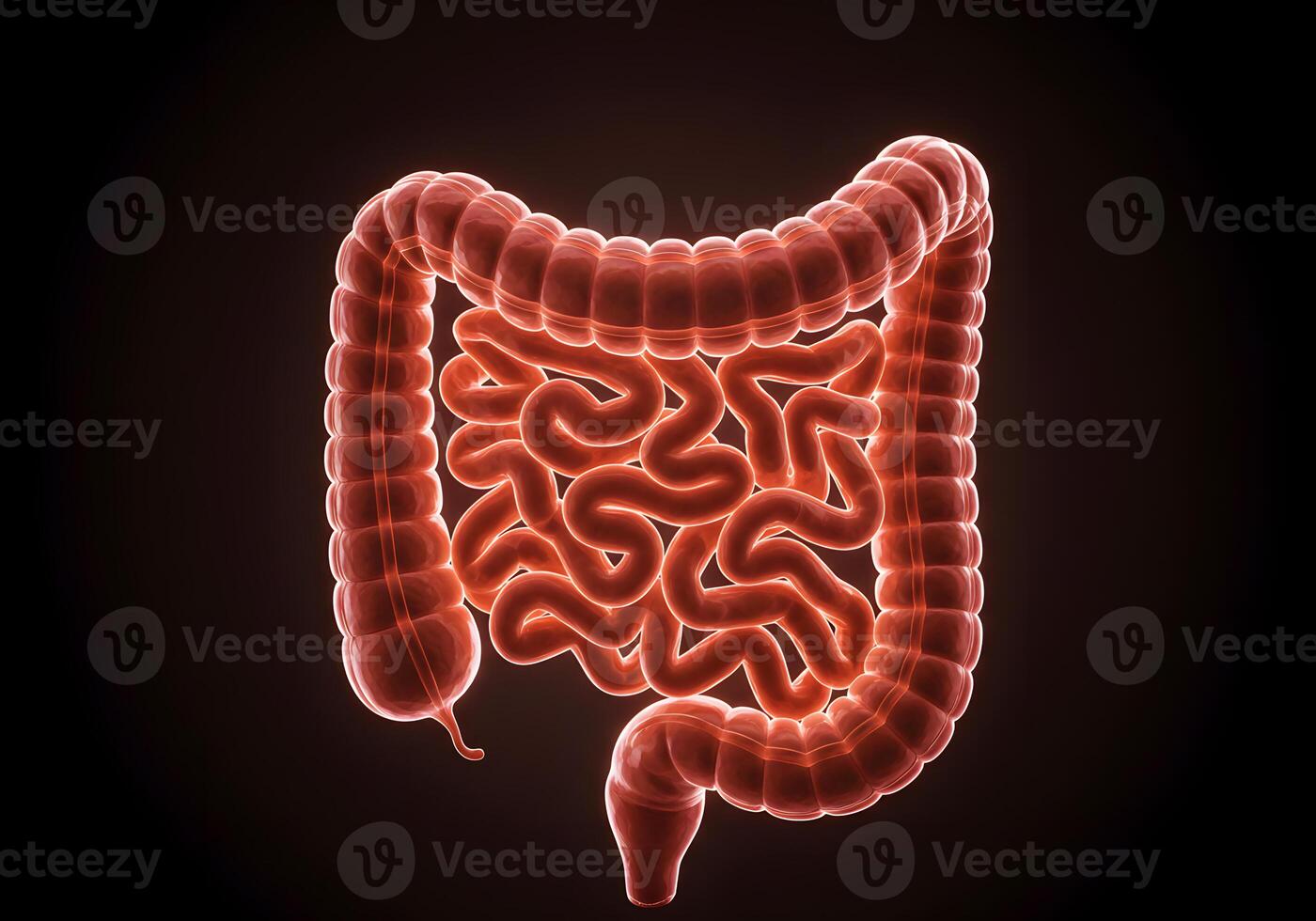 Intestines anatomy medical illustration photo