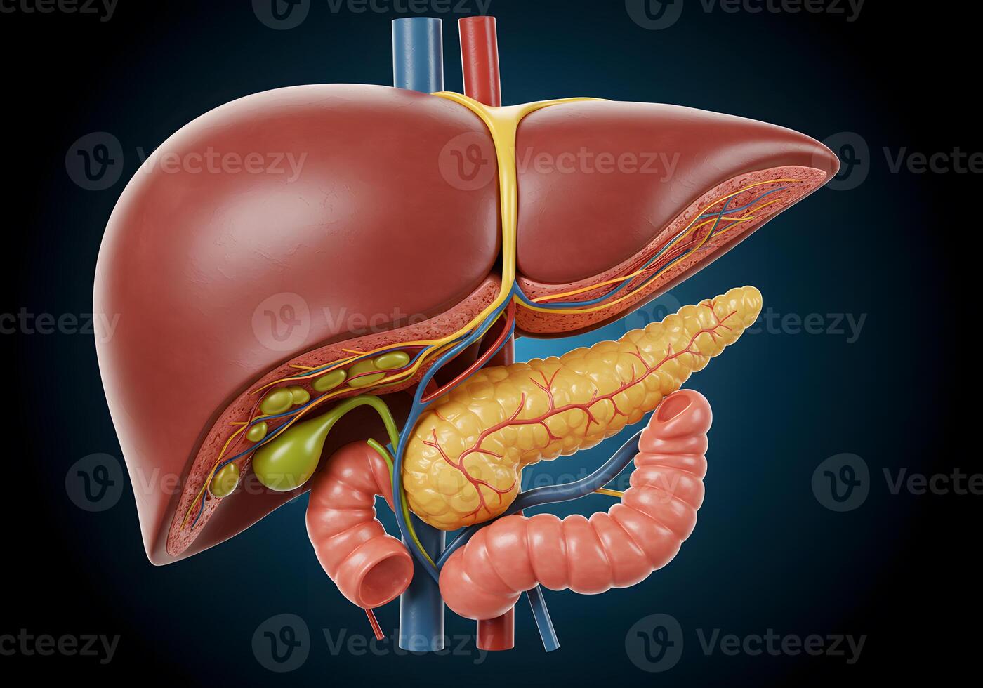 Liver pancreas anatomy diagram photo