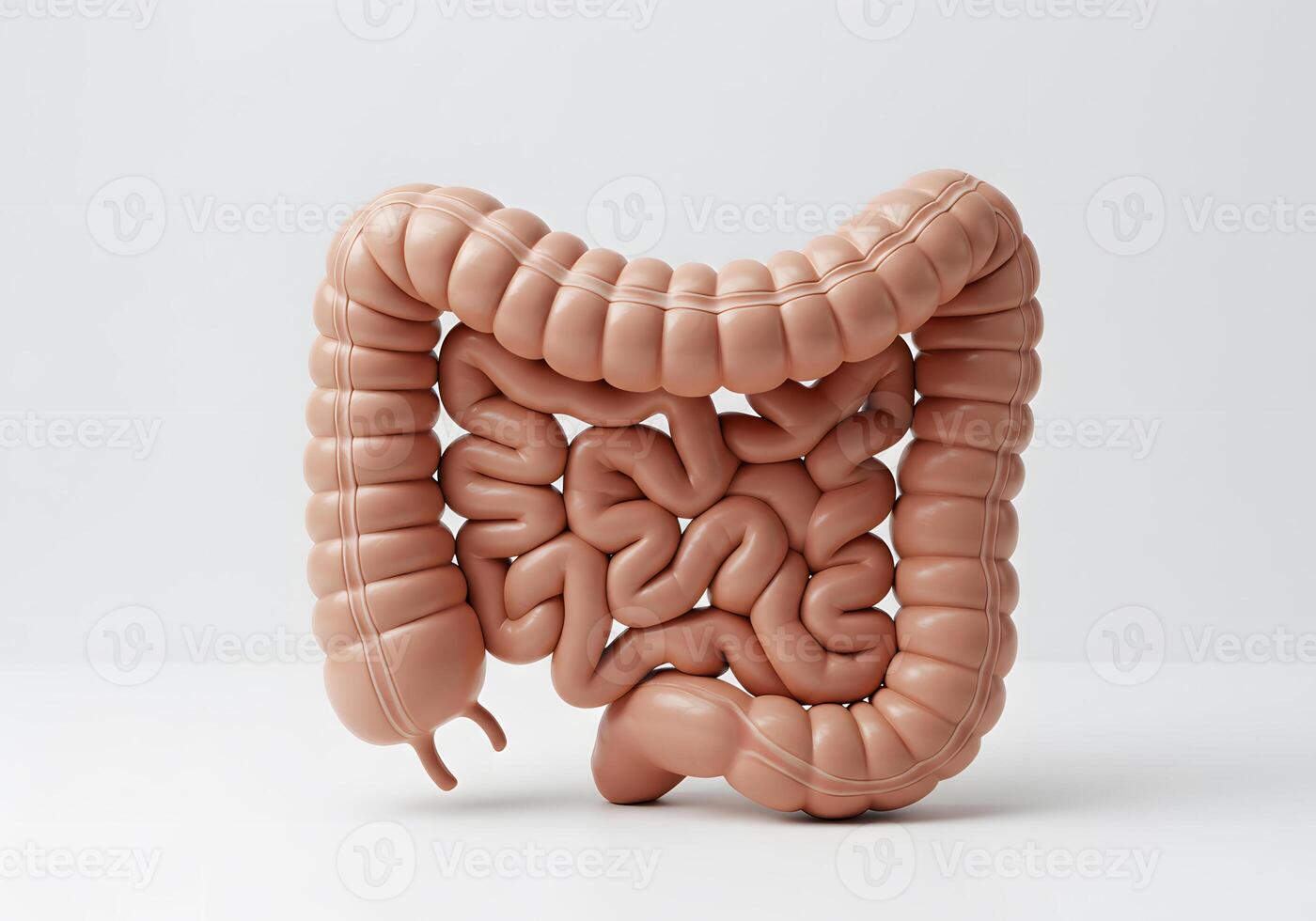 Human digestive intestines 3 d model photo