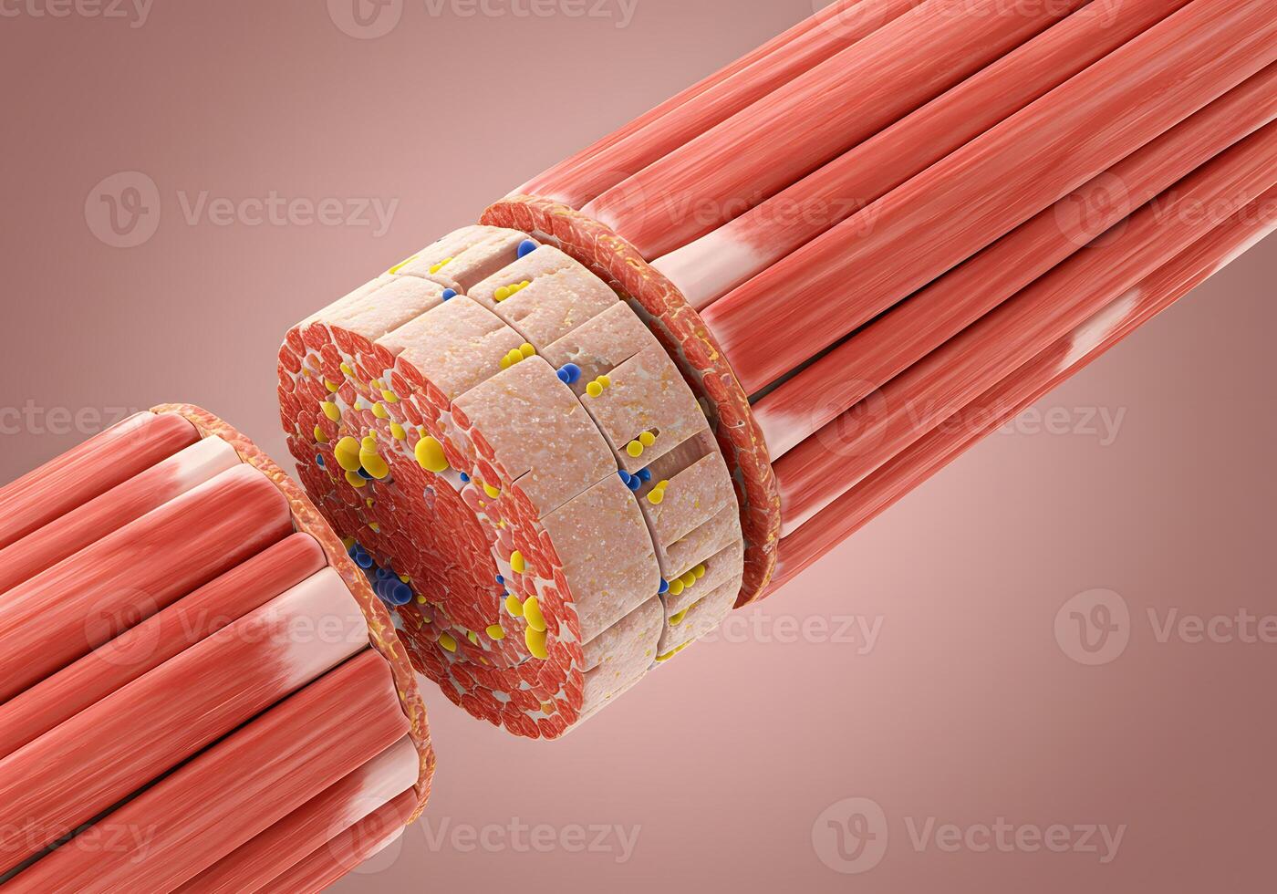 Muscle fiber cross section illustration photo