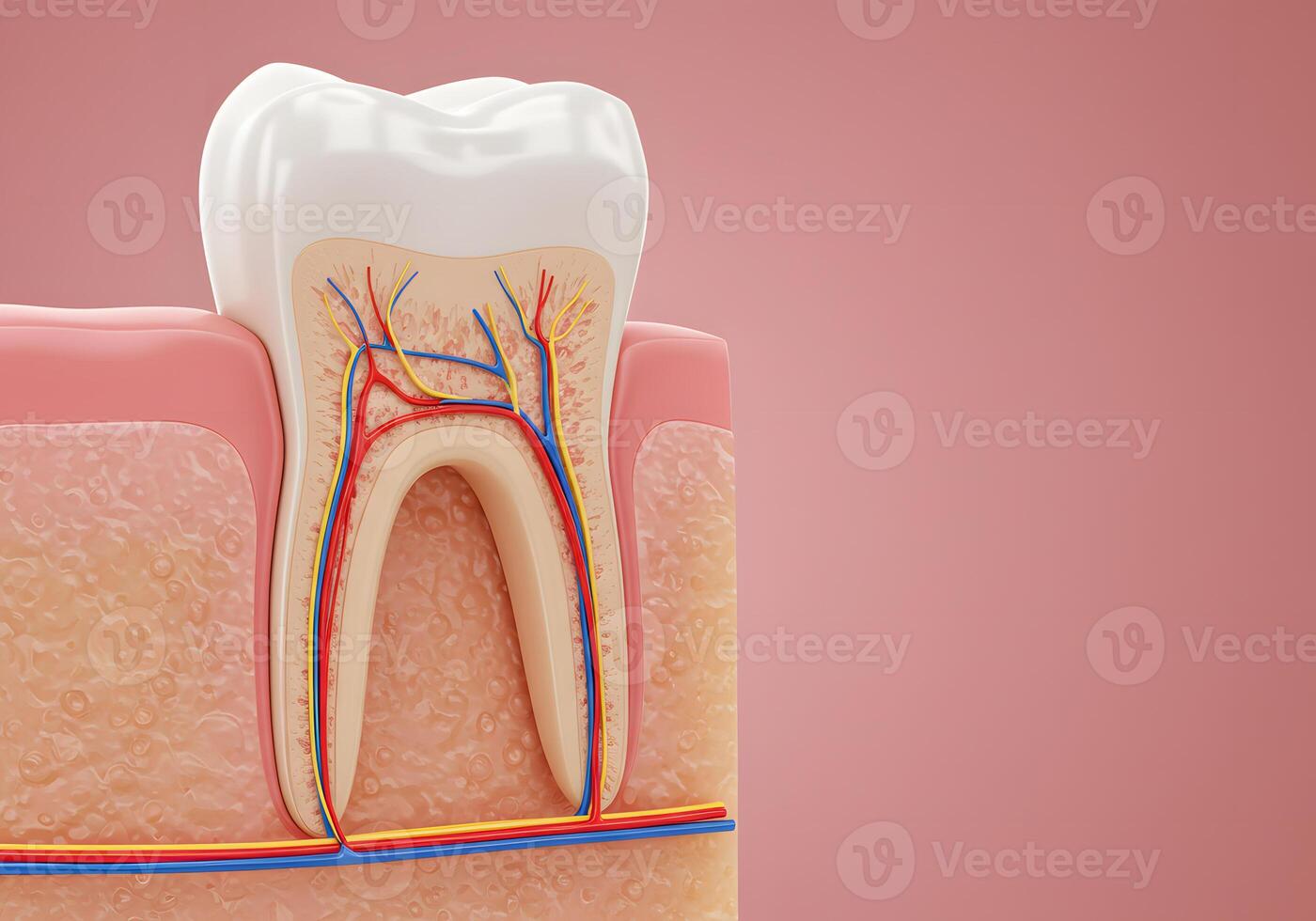 Tooth cross section anatomy graphic illustration photo