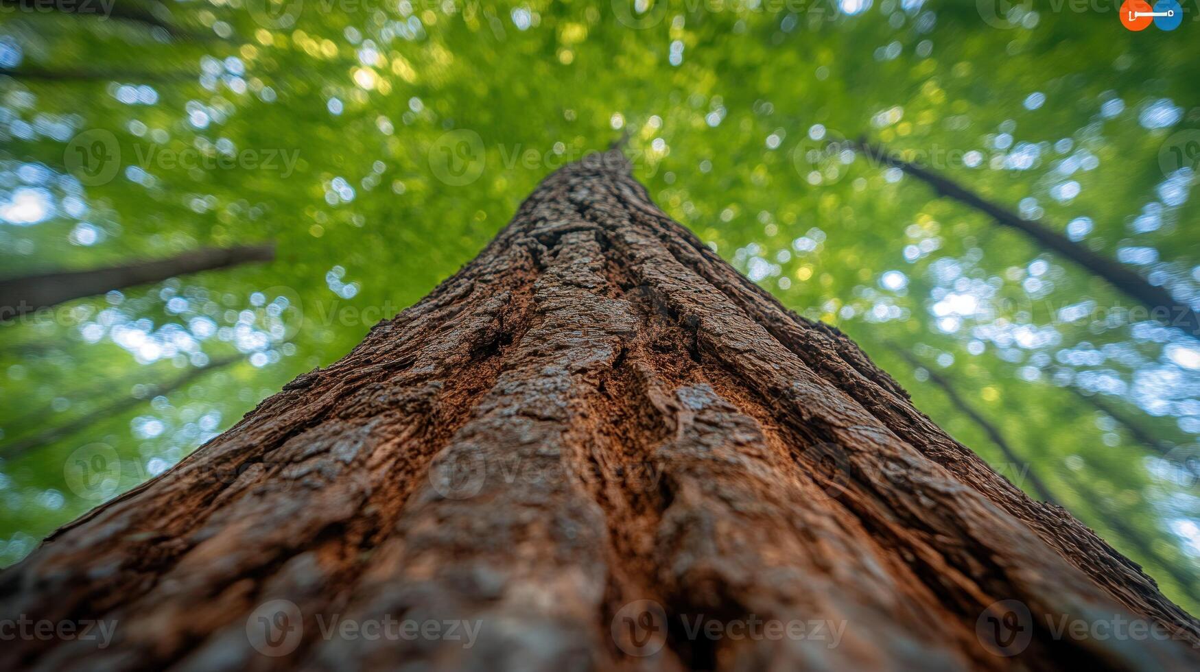 A close up view of a tree trunk in the forest photo