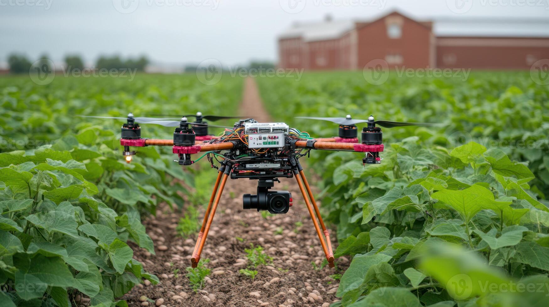 A drone is flying in a field of green plants photo