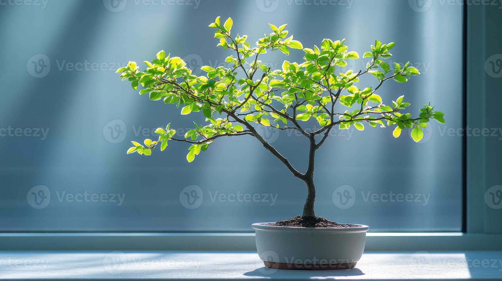A small tree in a pot on a window sill photo