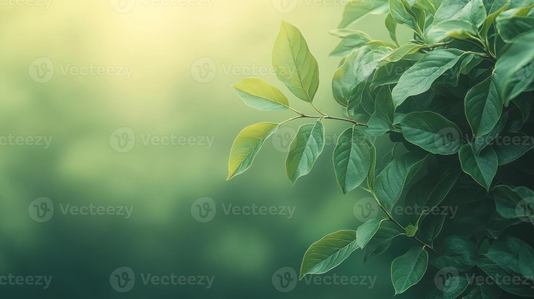 Green leaves on a tree with sunlight photo