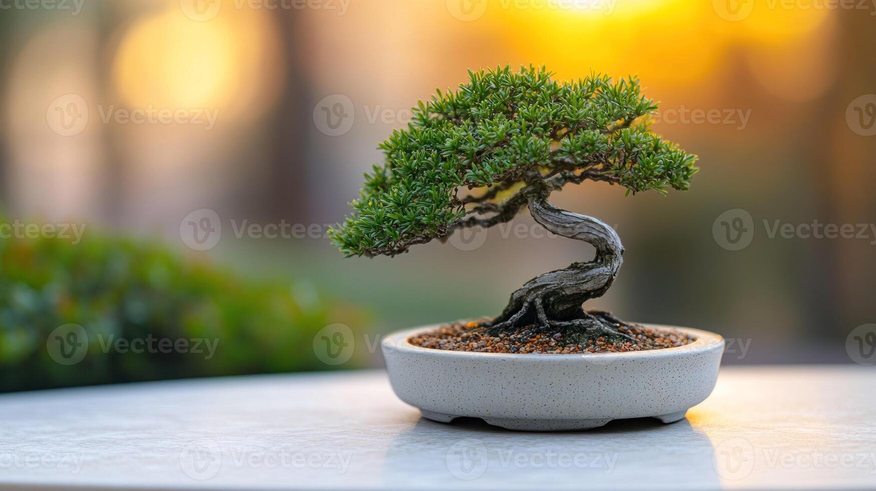 Bonsai tree in a white pot on a table photo