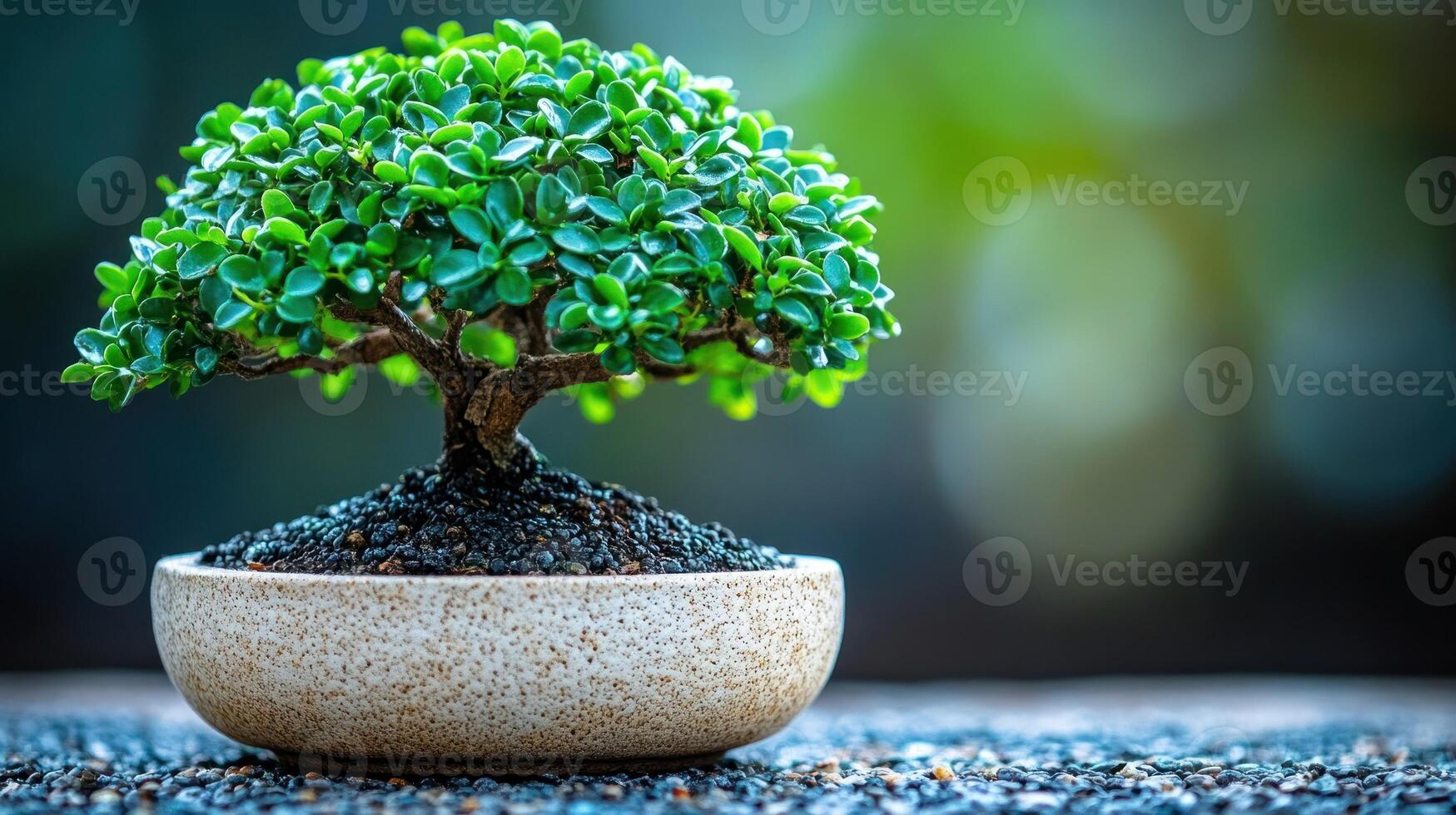 A small bonsai tree in a pot on a table photo