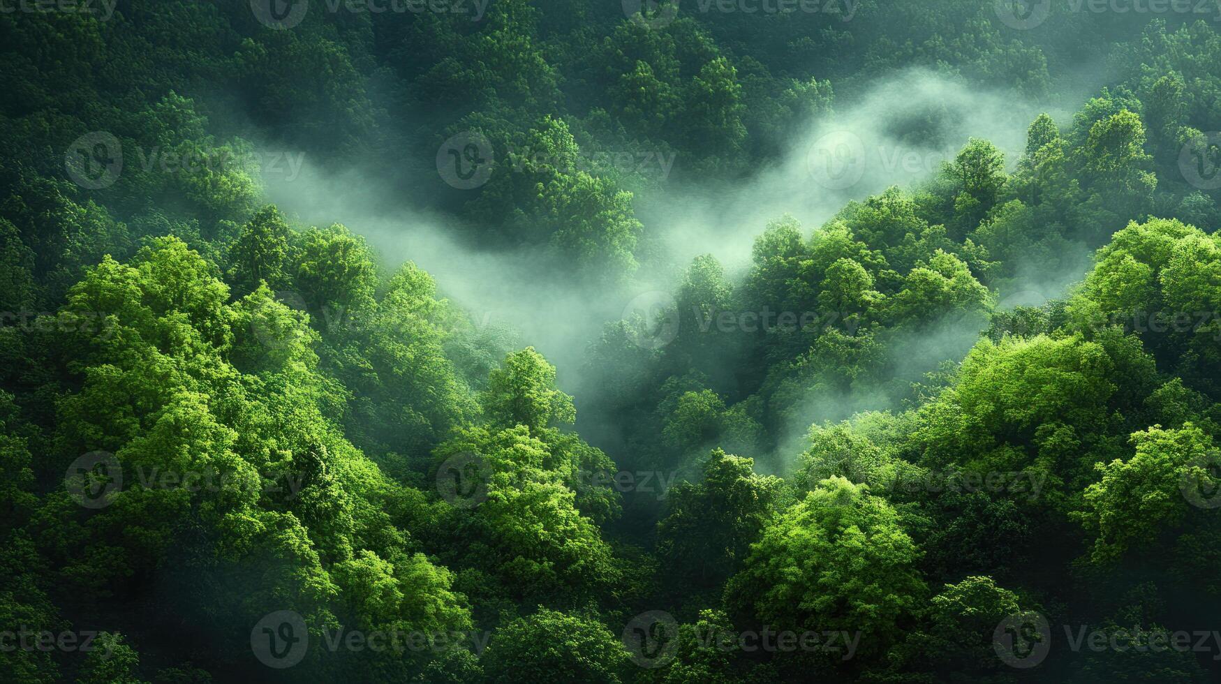 Green forest with fog and mist photo