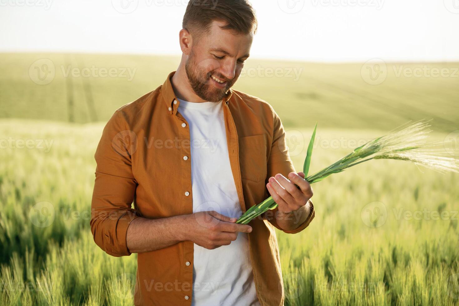 Green ,wheat ,in hands,, standing. Handsome man is on the agricultural field at daytime photo