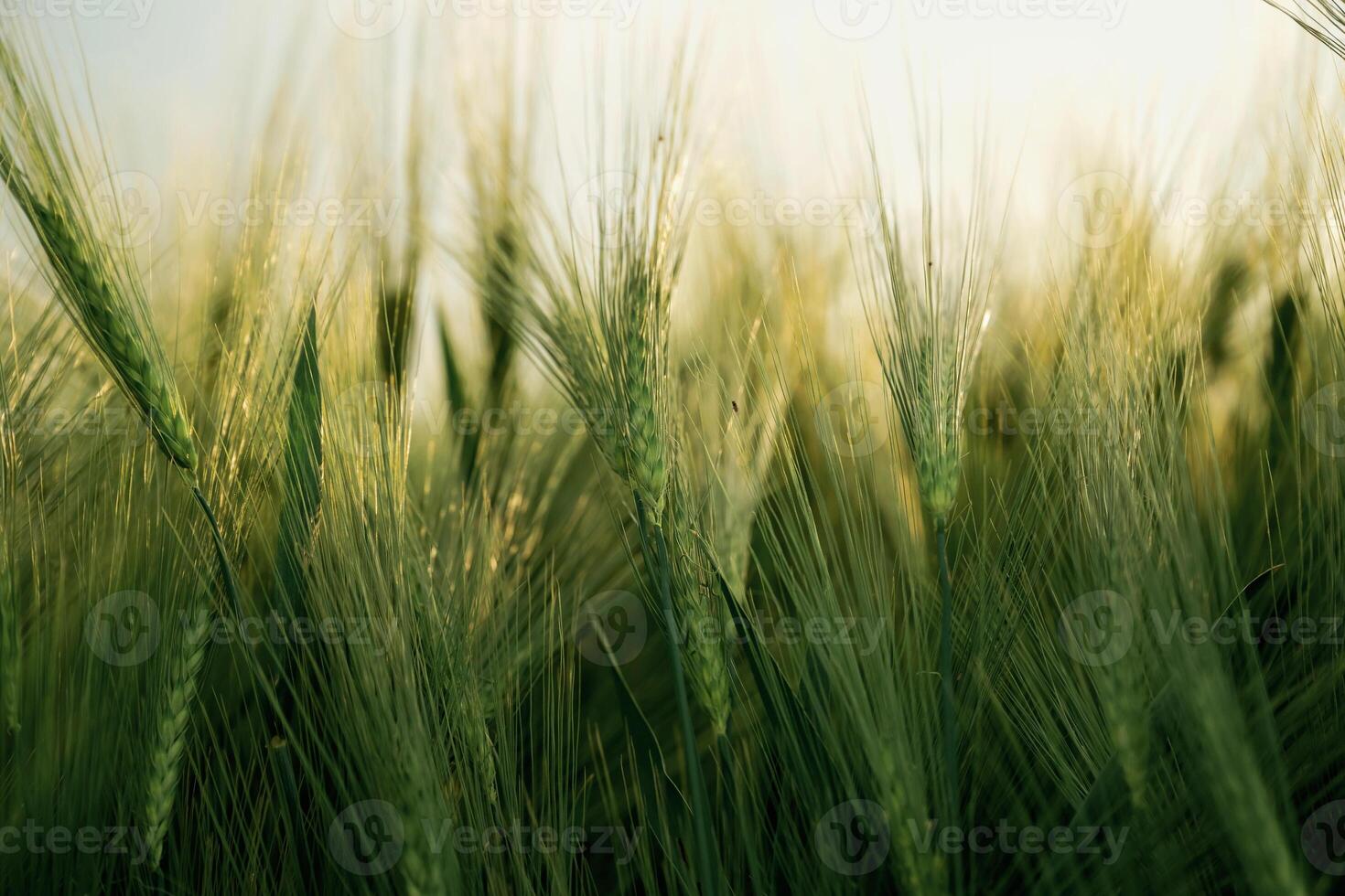 Focused close, up,, view of growing green wheat on agricultural field photo