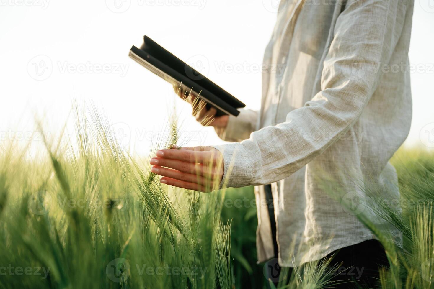 Digital ,tablet in hand. Woman in ,white is on the agricultural wheat field photo