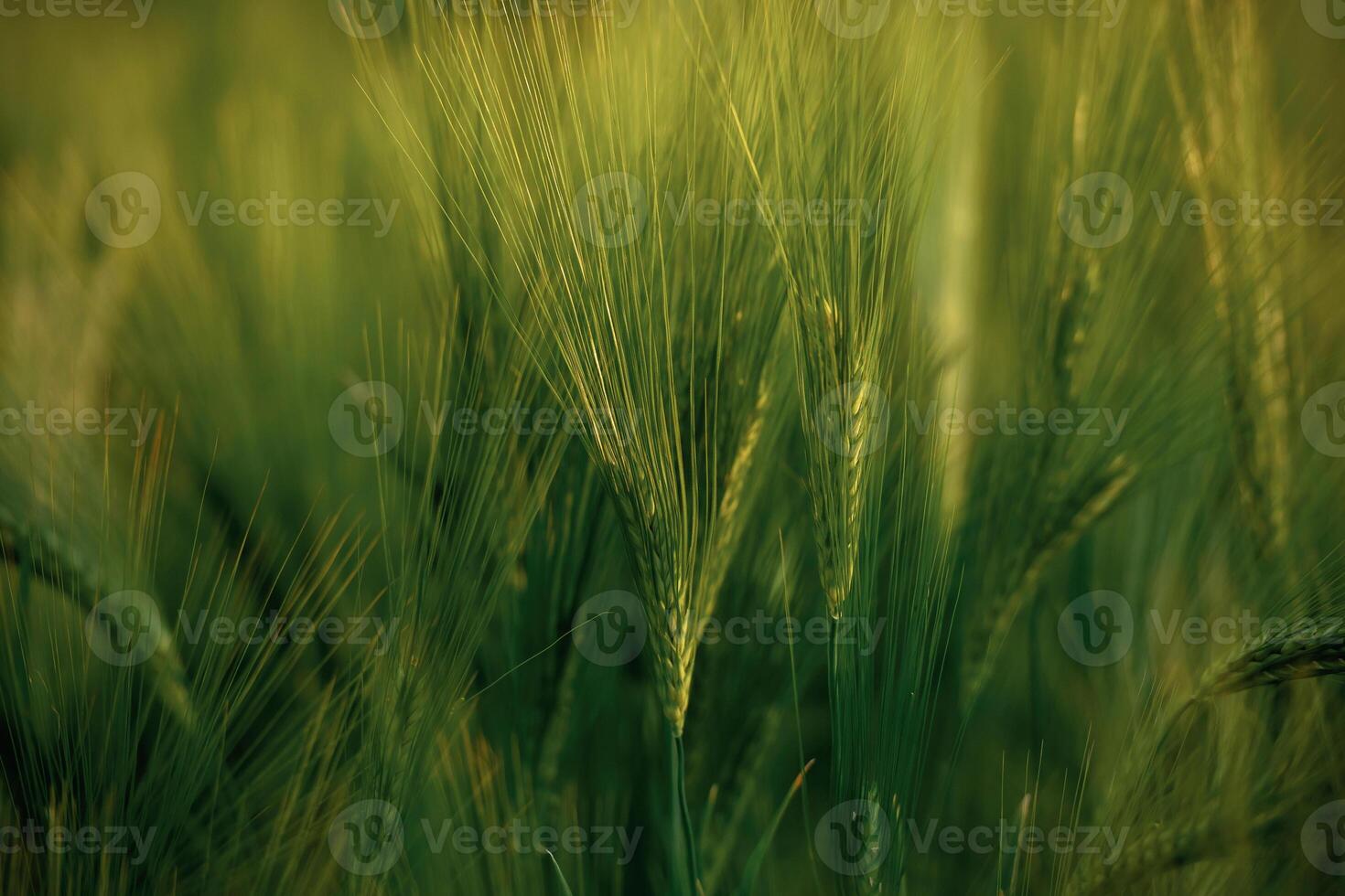 Focused close,, up view of growing green wheat on agricultural field photo