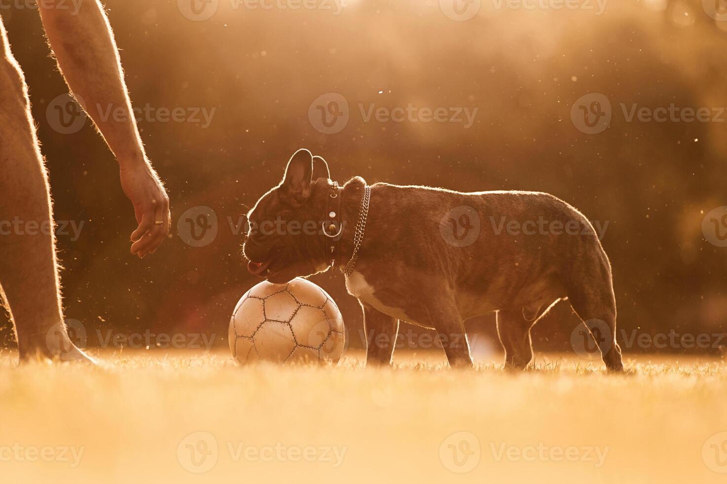 Man, is, playing with his dog with soccer ball on the summer field photo