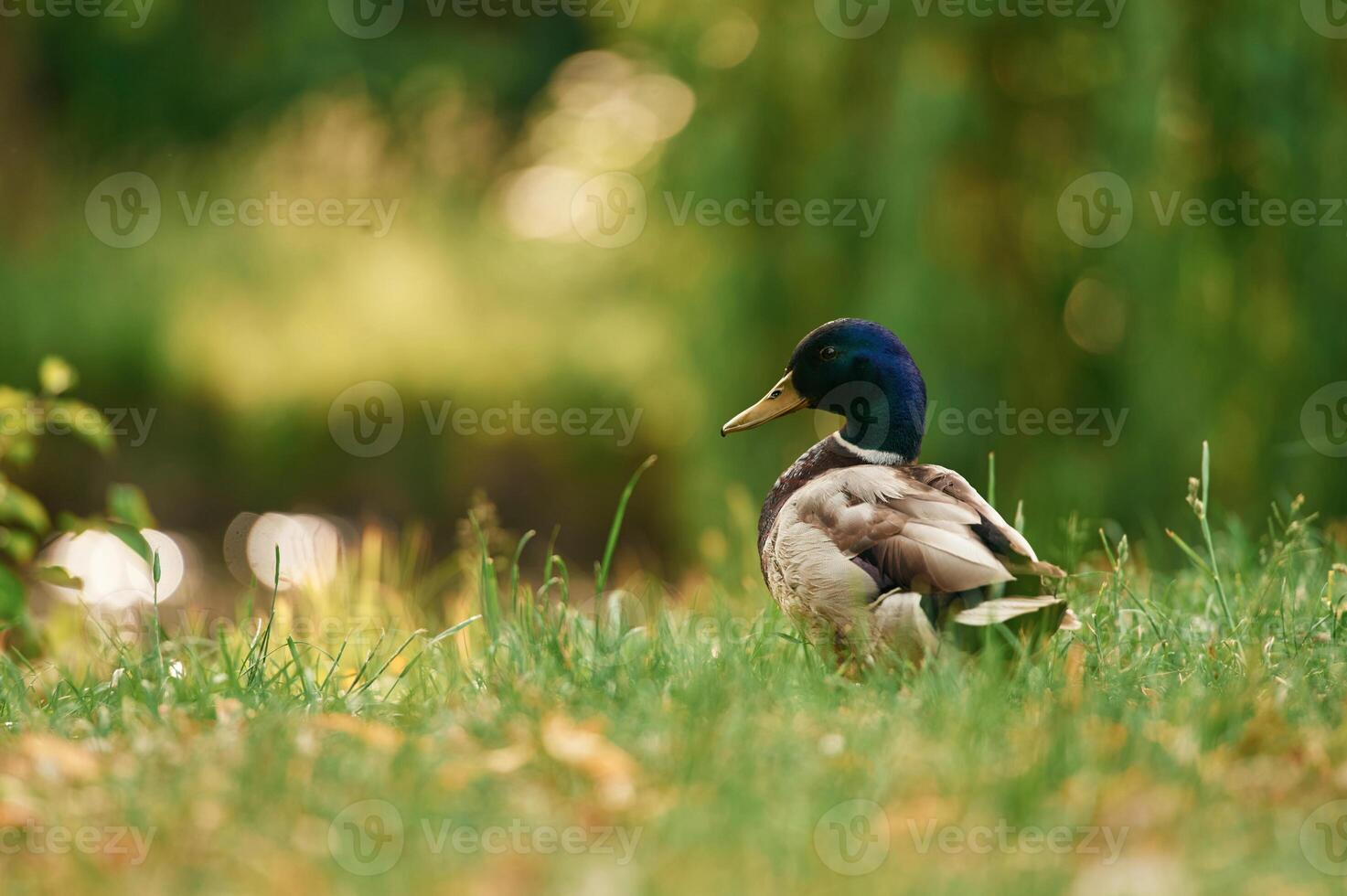Close up view., Mallard duck standing on green grass in a serene park setting photo
