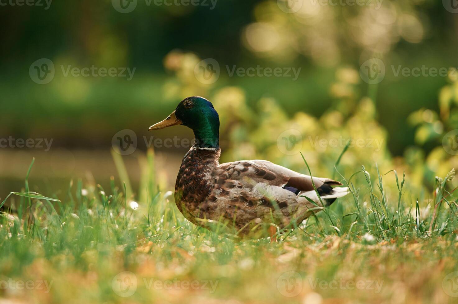 Mallard duck standing on green grass in a serene park setting photo