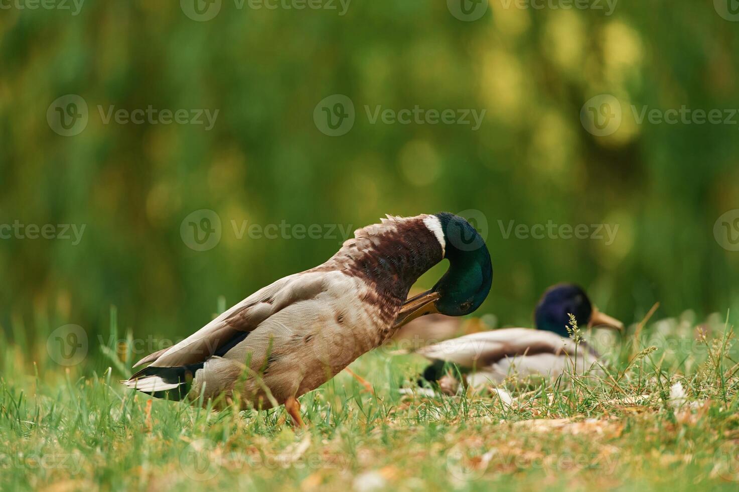 Focused view, together. Mallard, ducks resting on grass in sunny park setting photo