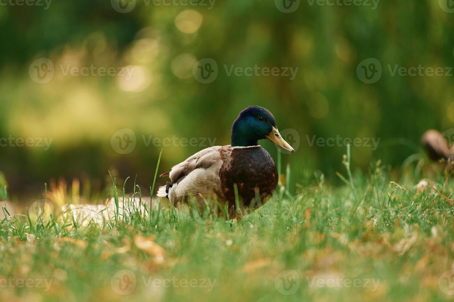 Close up ,view. Mallard duck standing on green grass in a serene park setting photo