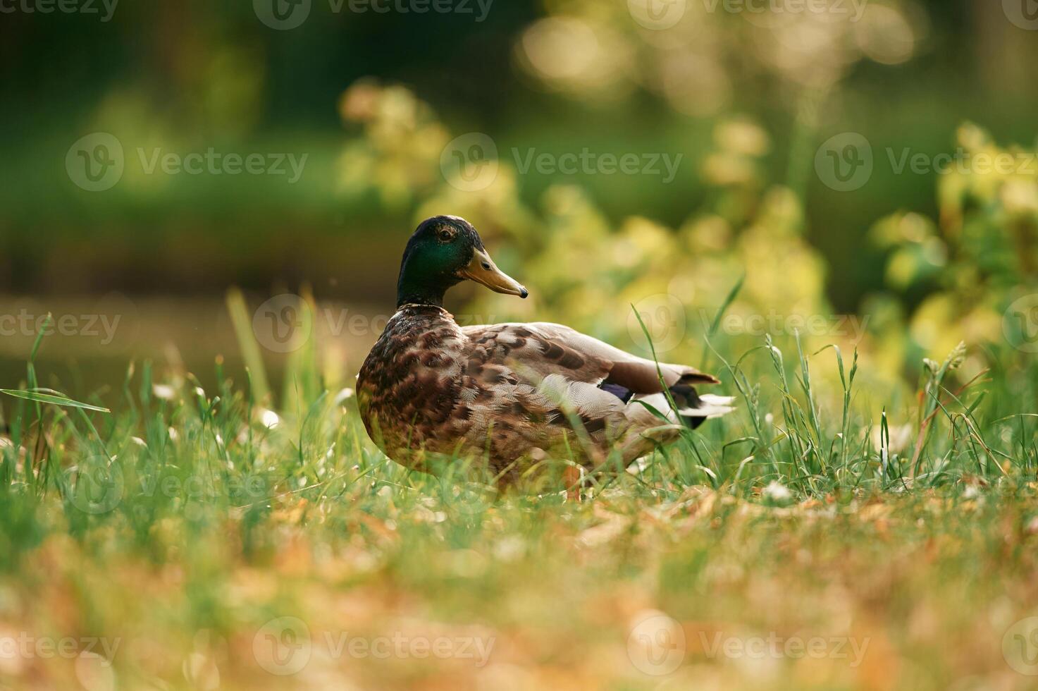 Close, up view. Mallard duck standing on green grass in a serene park setting photo