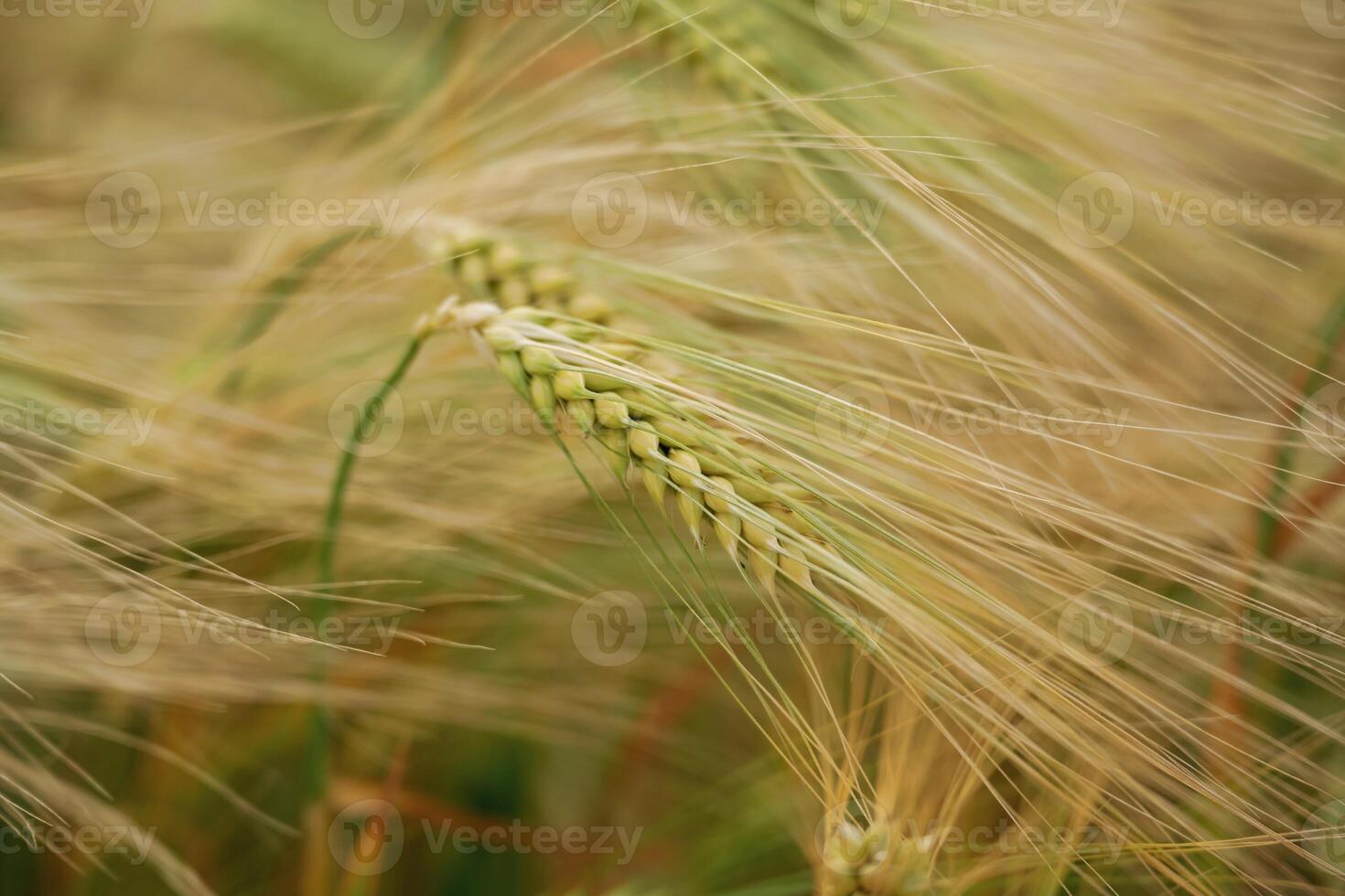 Focused view. Close-up of a barley field ,with golden stalks swaying in wind photo