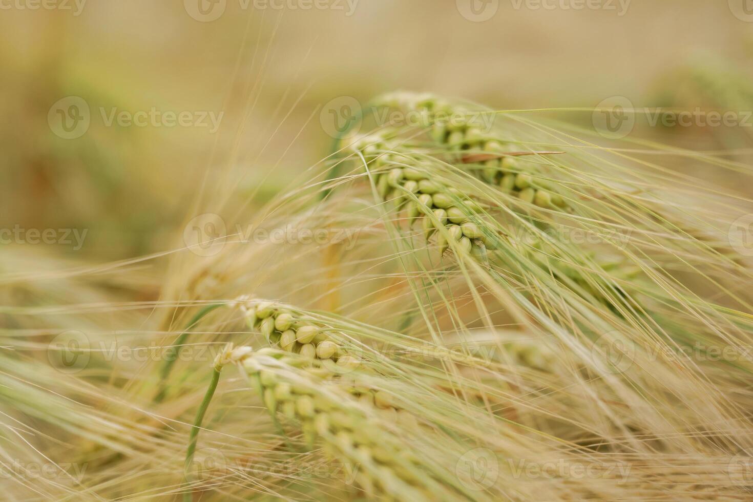 Focused view.. Close-up ,of a barley field with golden stalks swaying in wind photo