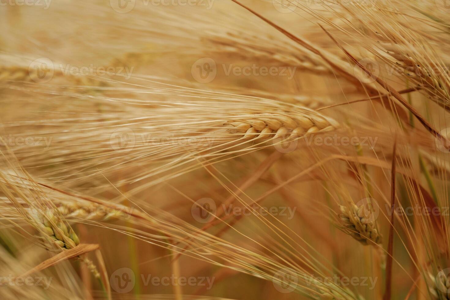 Harvest season.. Close-up of a barley field with golden stalks swaying in wind photo