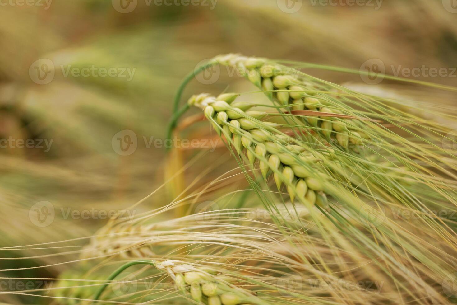 Close-up, of a, barley field with golden stalks swaying in wind photo
