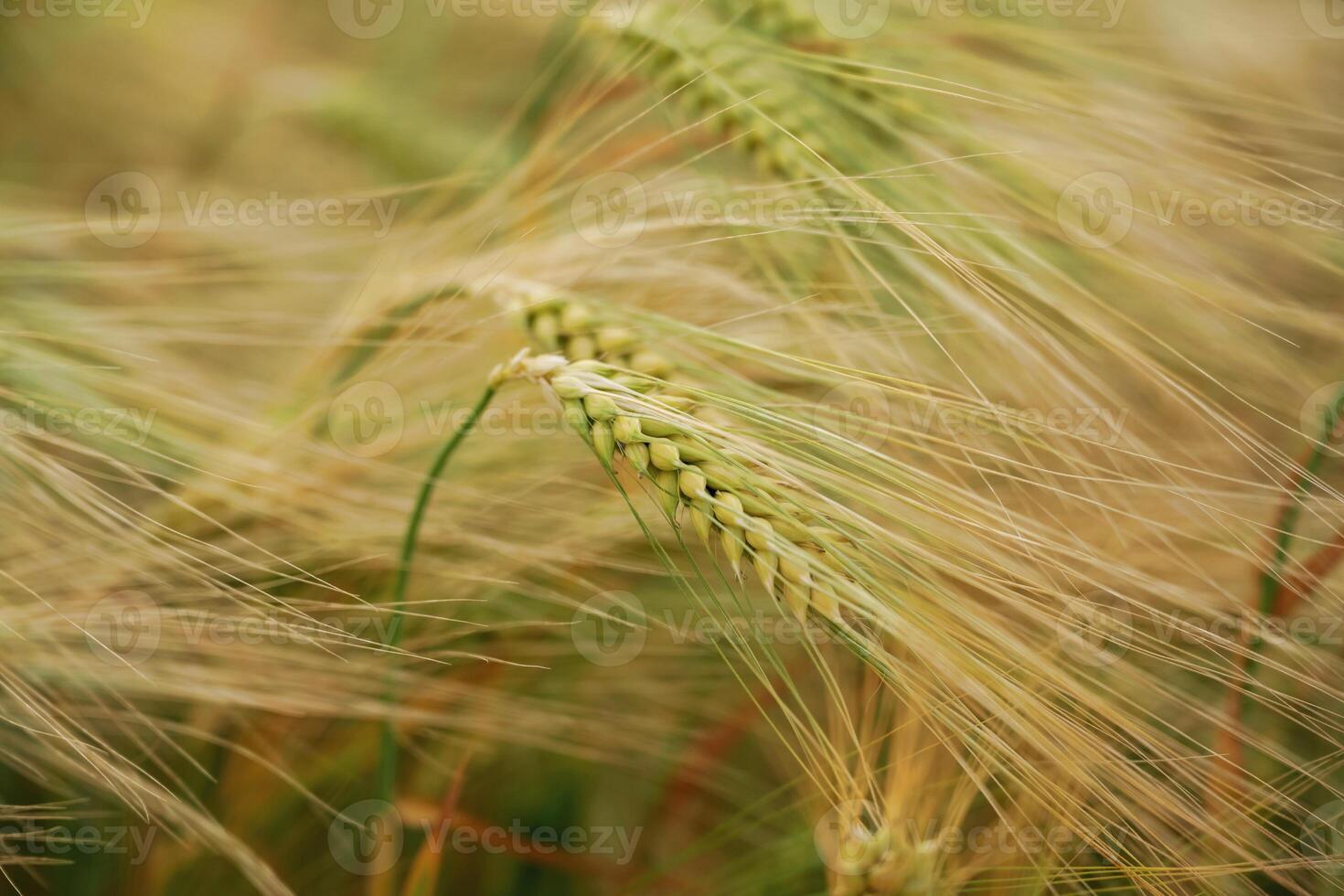 Focused, view. Close-up, of a barley field with golden stalks swaying in wind photo