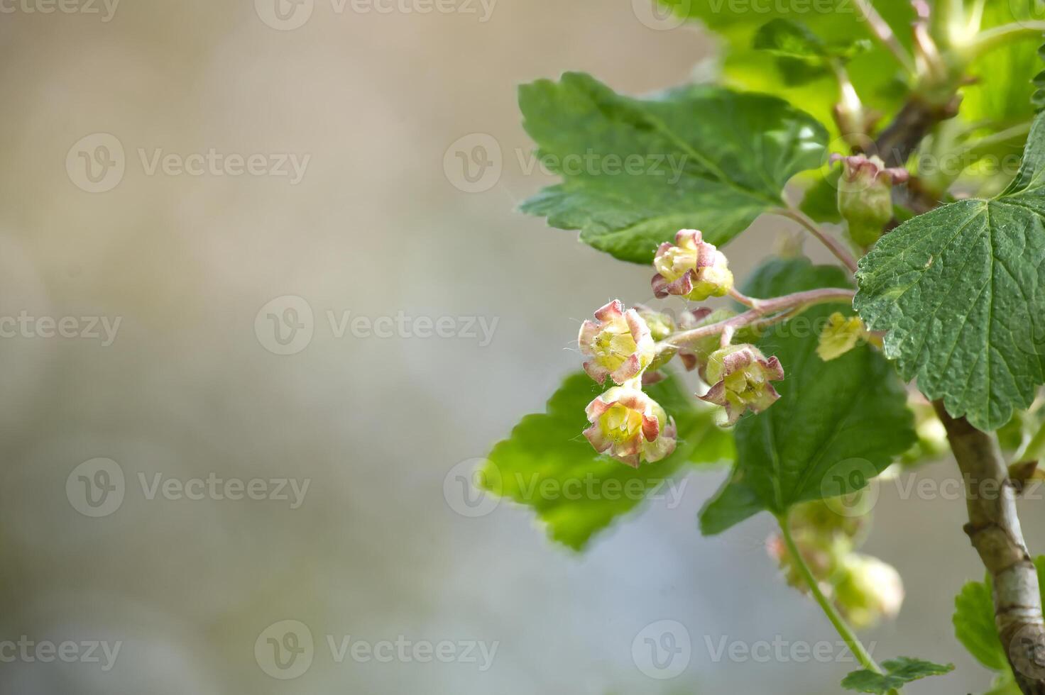 Delicate currant flowers and leaves emerge during spring, a promise of future berries. photo