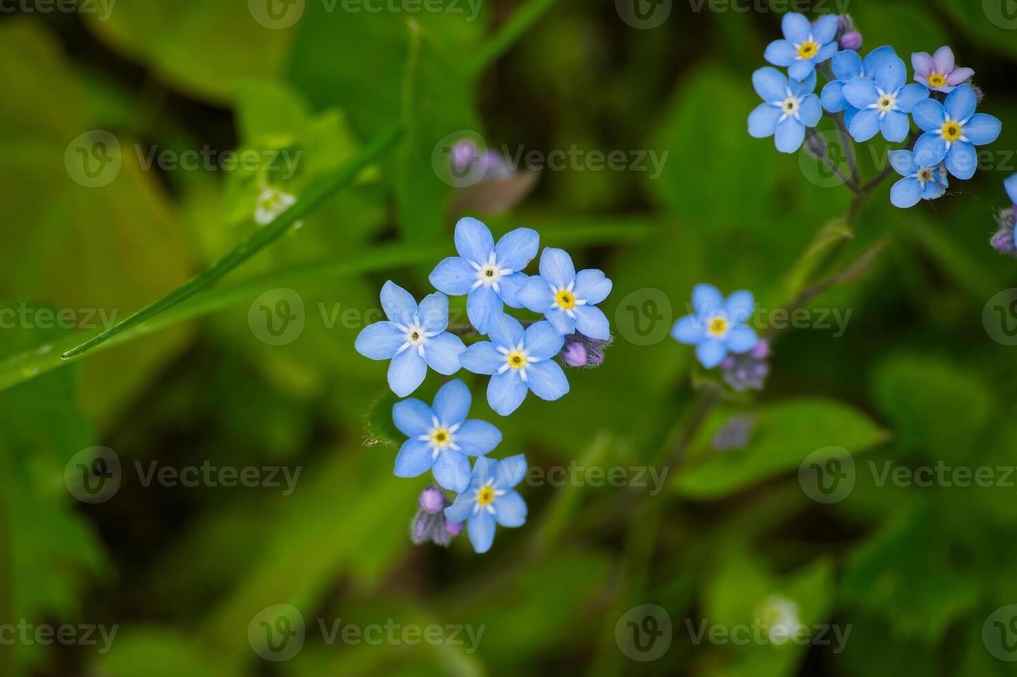 Vibrant image featuring a cluster of delicate blue forget-me-not flowers blooming. photo