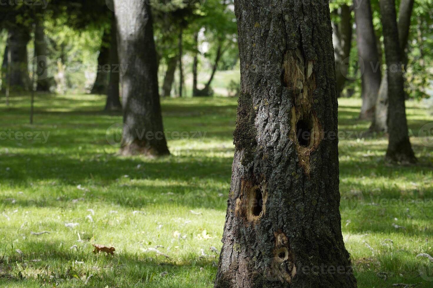 Woodpecker holes decorating tree trunk in public park photo