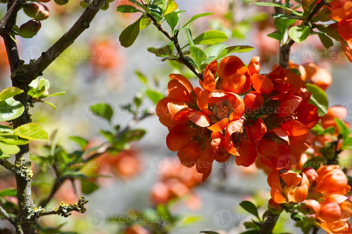 Japanese quince blooming with intense orange flowers in spring photo