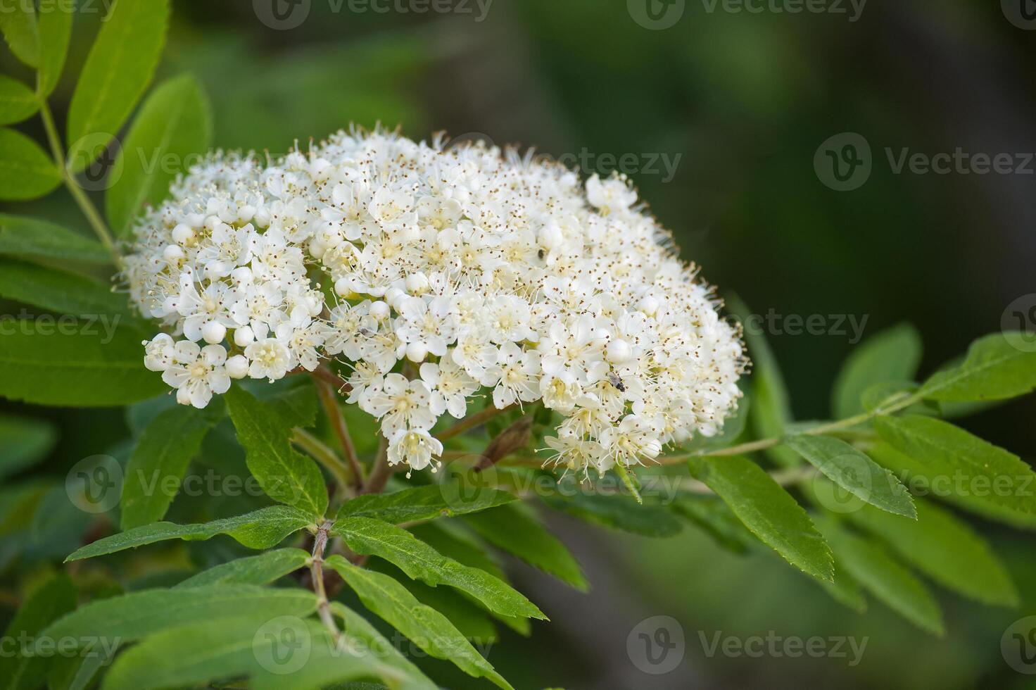 A stunning close-up shot showcasing a vibrant cluster of white rowan flowers in full bloom. photo