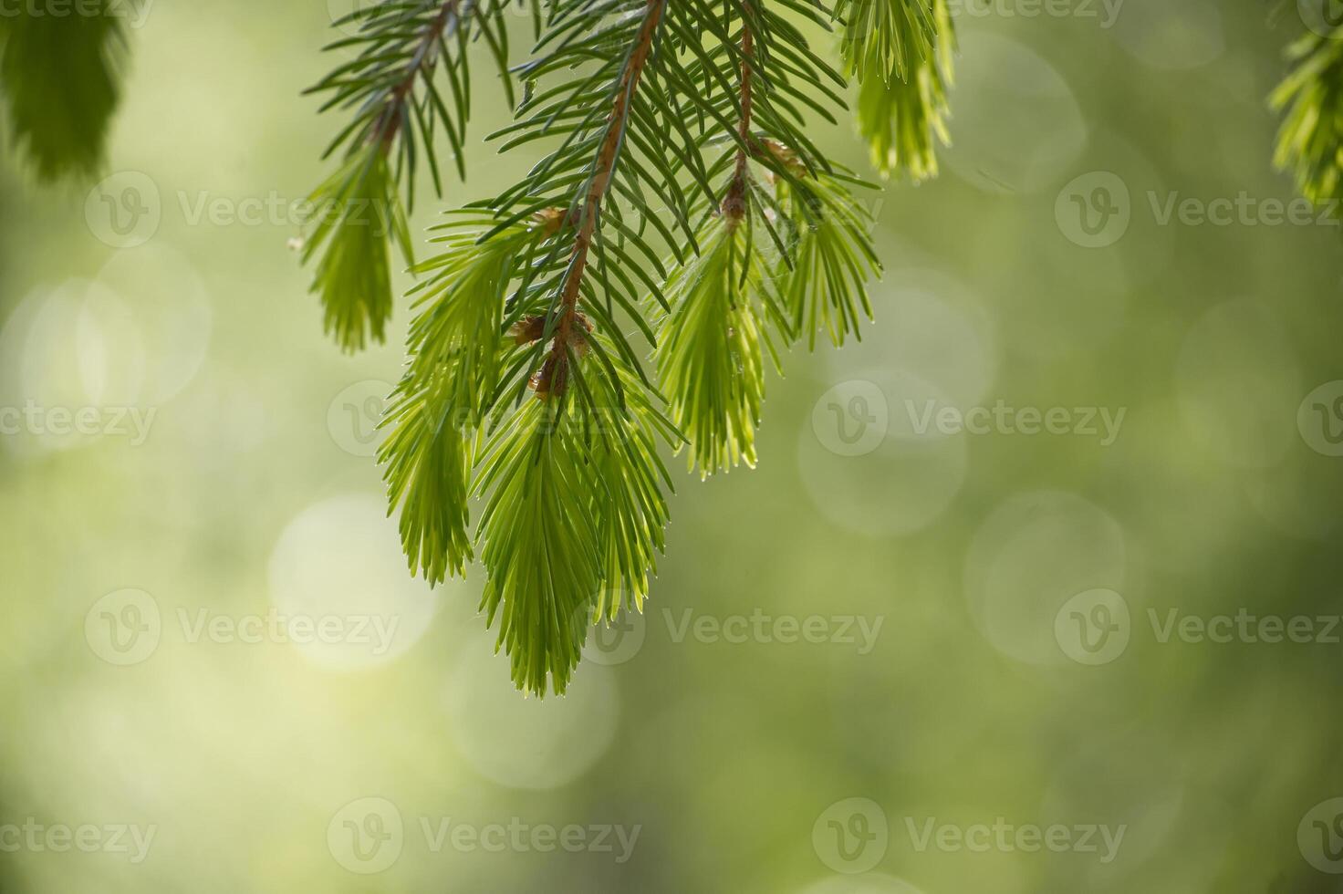 Fresh green needles of an evergreen tree branch are illuminated with soft sunlight in spring. photo