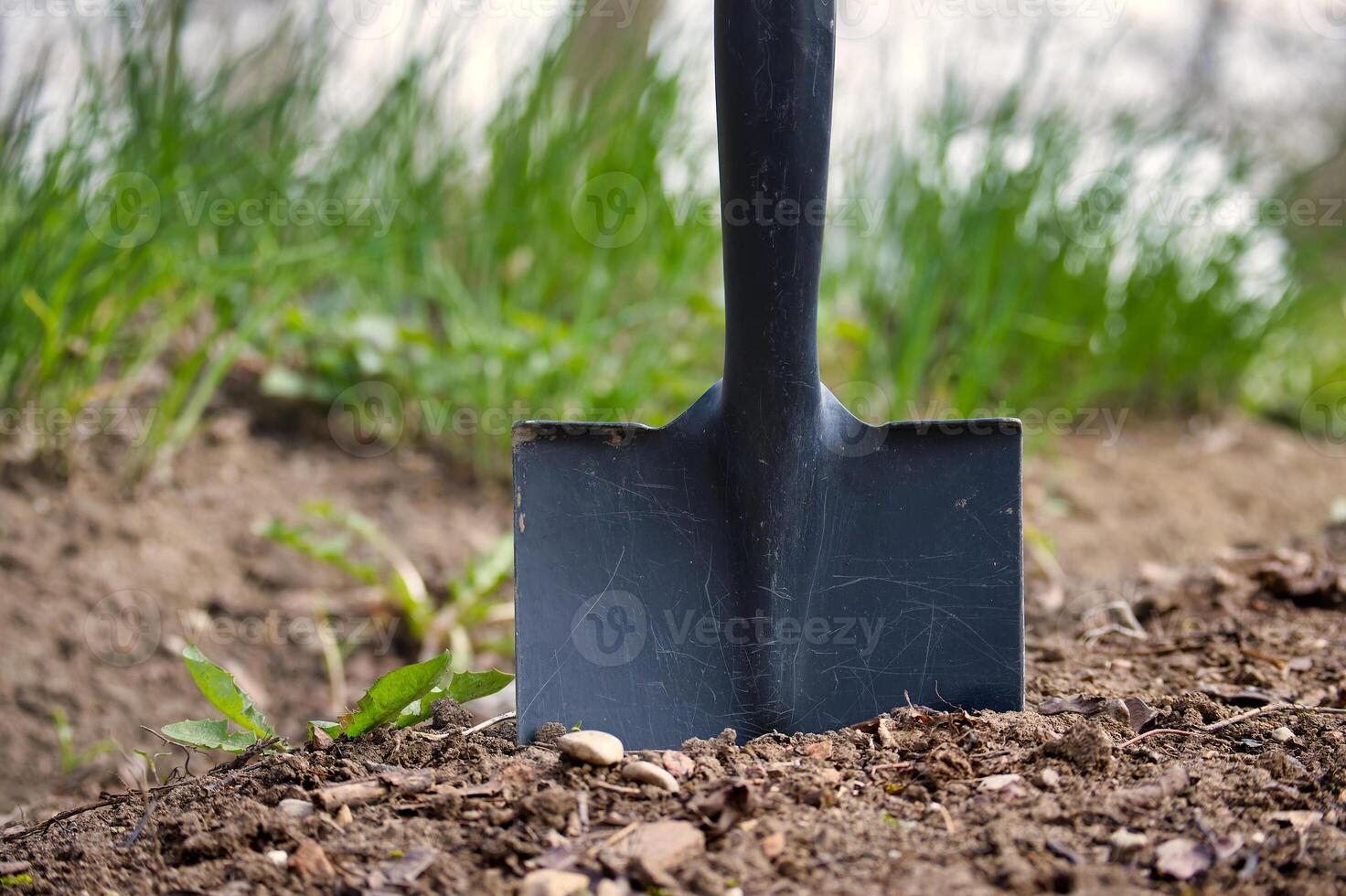 Black shovel stands in the soil with fresh weeds and grass growing nearby, ready to dig. photo