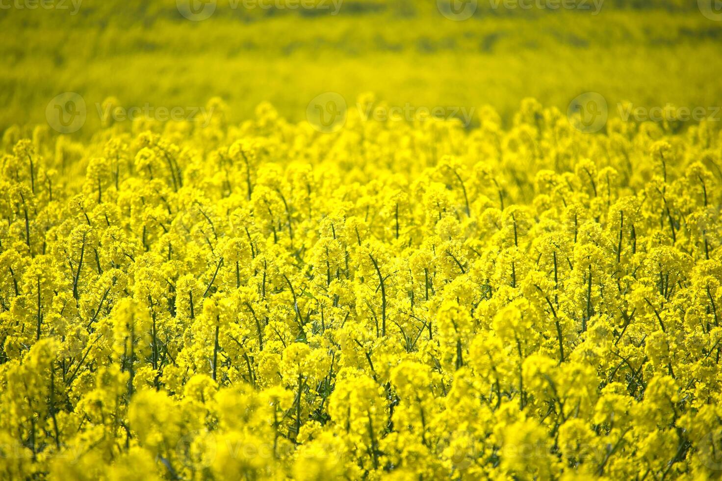 Vibrant Yellow Canola Field in Full Bloom on a Bright Day photo