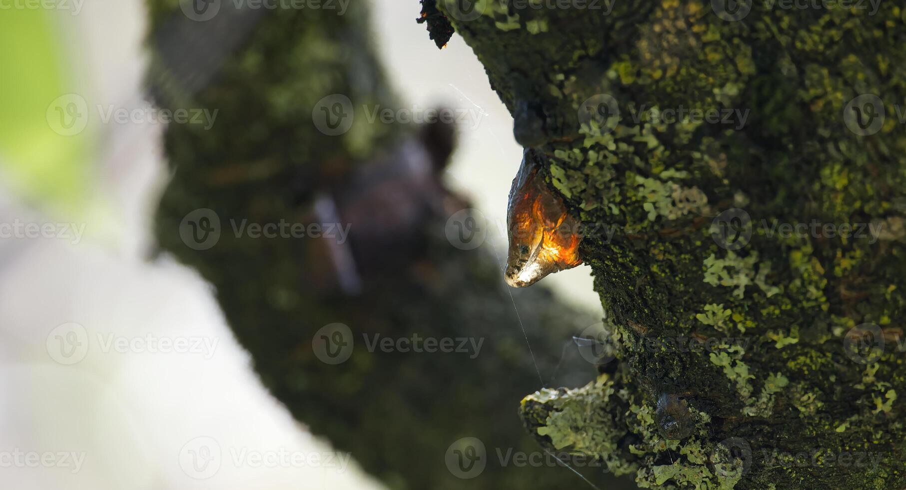 Sunlit amber resin drips from a moss-covered tree branch, showcasing natural texture. photo