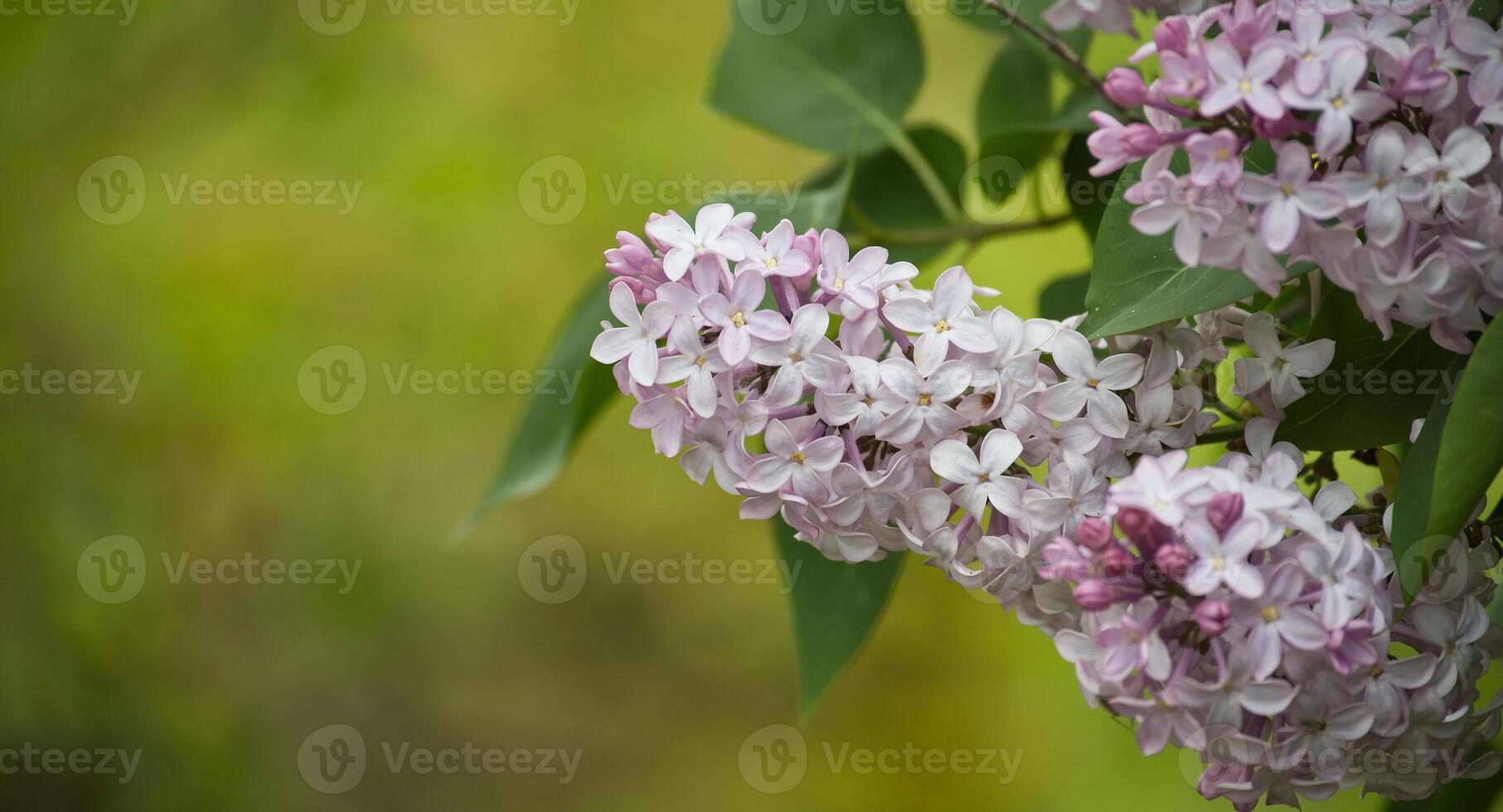 A close-up of delicate lilac flowers in full bloom, showcasing soft purple hues and green leaves. photo