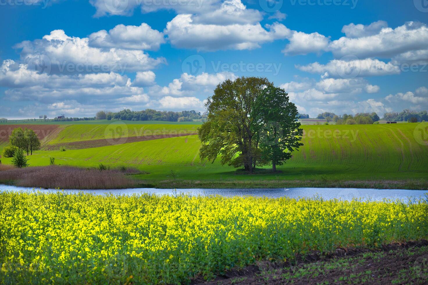 Scenic Spring Landscape With Yellow Flowers, Green Fields, and Pond Under Blue Sky photo