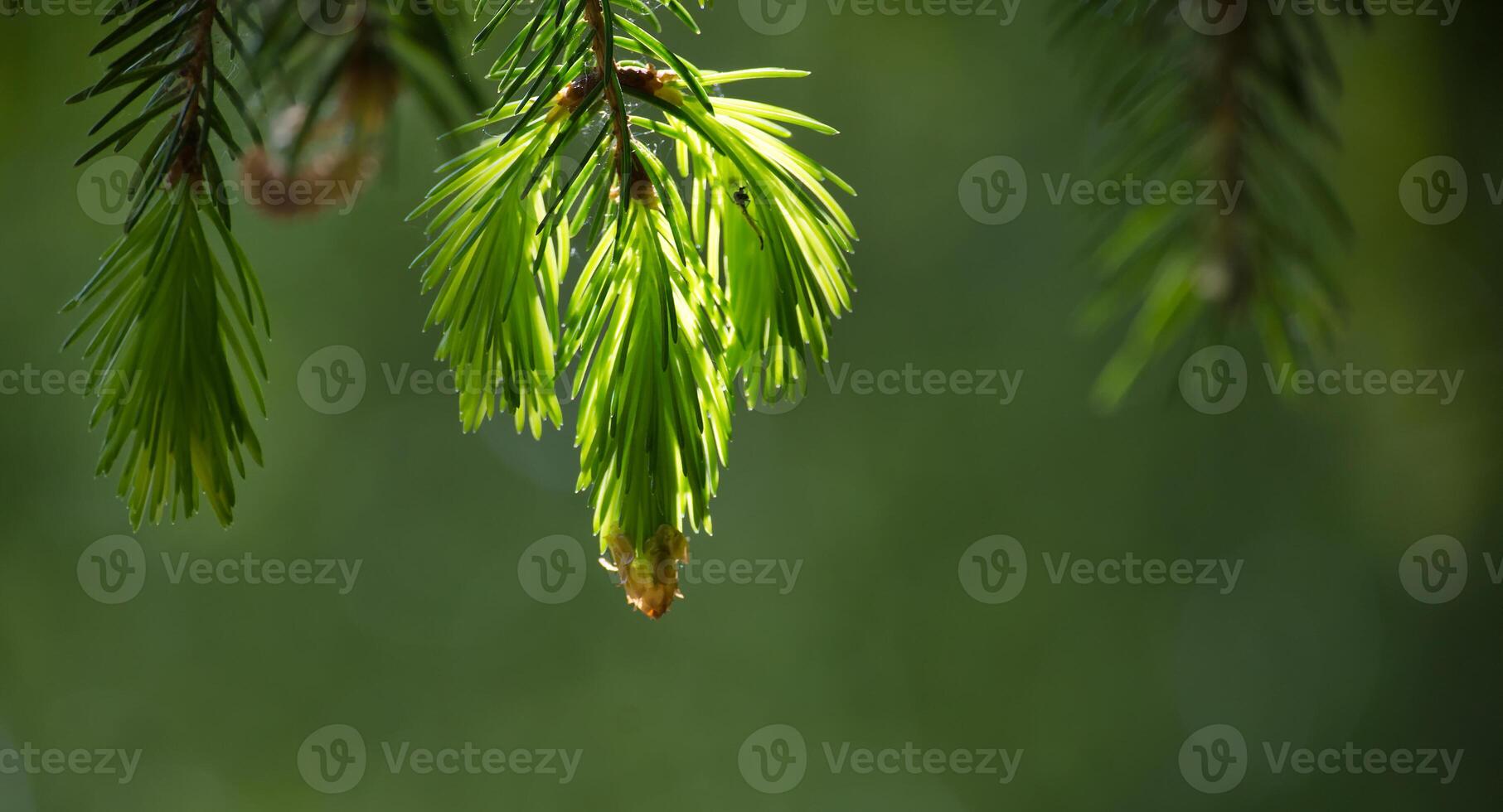 Vibrant green pine needles capture sunlight, creating a fresh, natural scene of new growth. photo