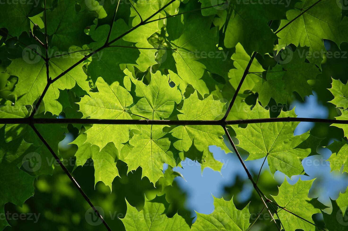 Sunlight filtering through green leaves in a lush forest canopy. photo