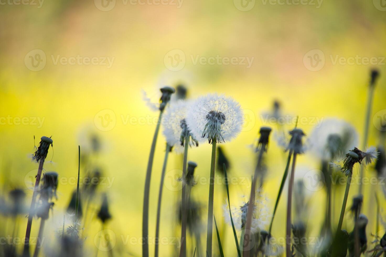 Close-up shot of dandelion seed heads, illuminated by soft golden sunlight, creating dreamy ambiance photo