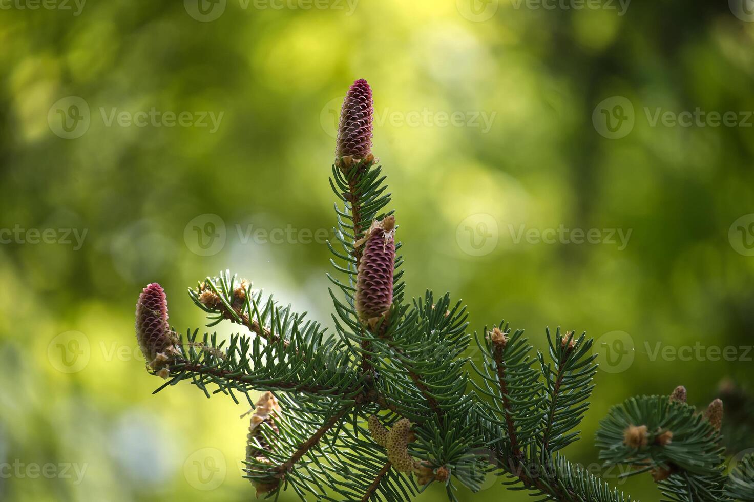 Detailed close-up view of a fir tree branch adorned with fresh pine cones and needles. photo