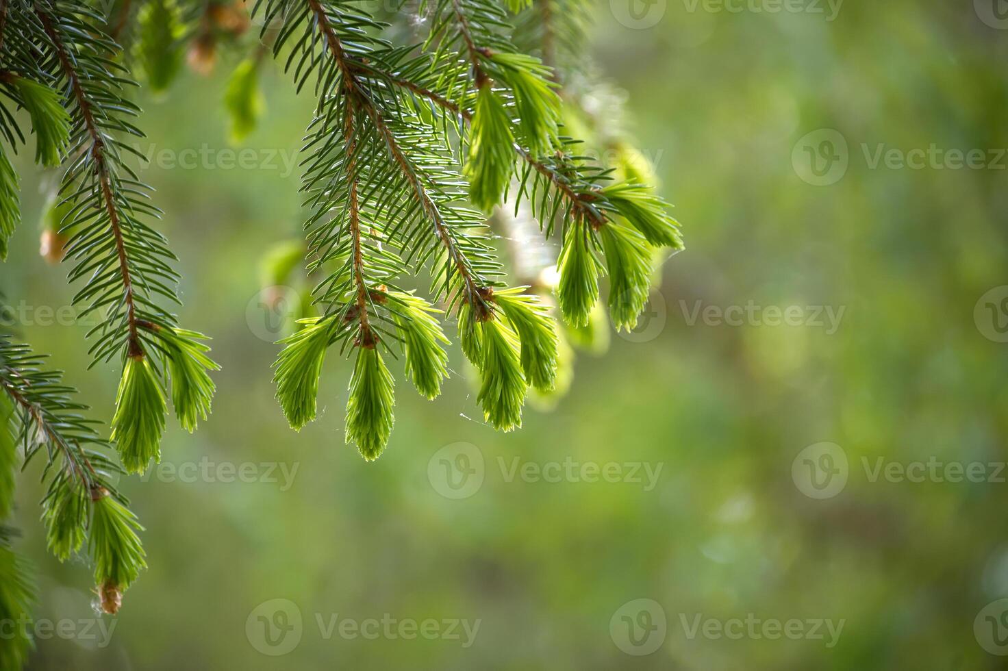 Close-up image showcasing the fresh, vibrant green of a spruce branch in spring. photo